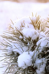 Photo of Conifer tree branch covered with hoarfrost and snow outdoors on winter morning, closeup