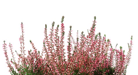 Photo of Heather with beautiful flowers on white background