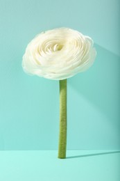 Photo of Beautiful white ranunculus flower on turquoise background