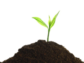 Young seedling in fertile soil on white background