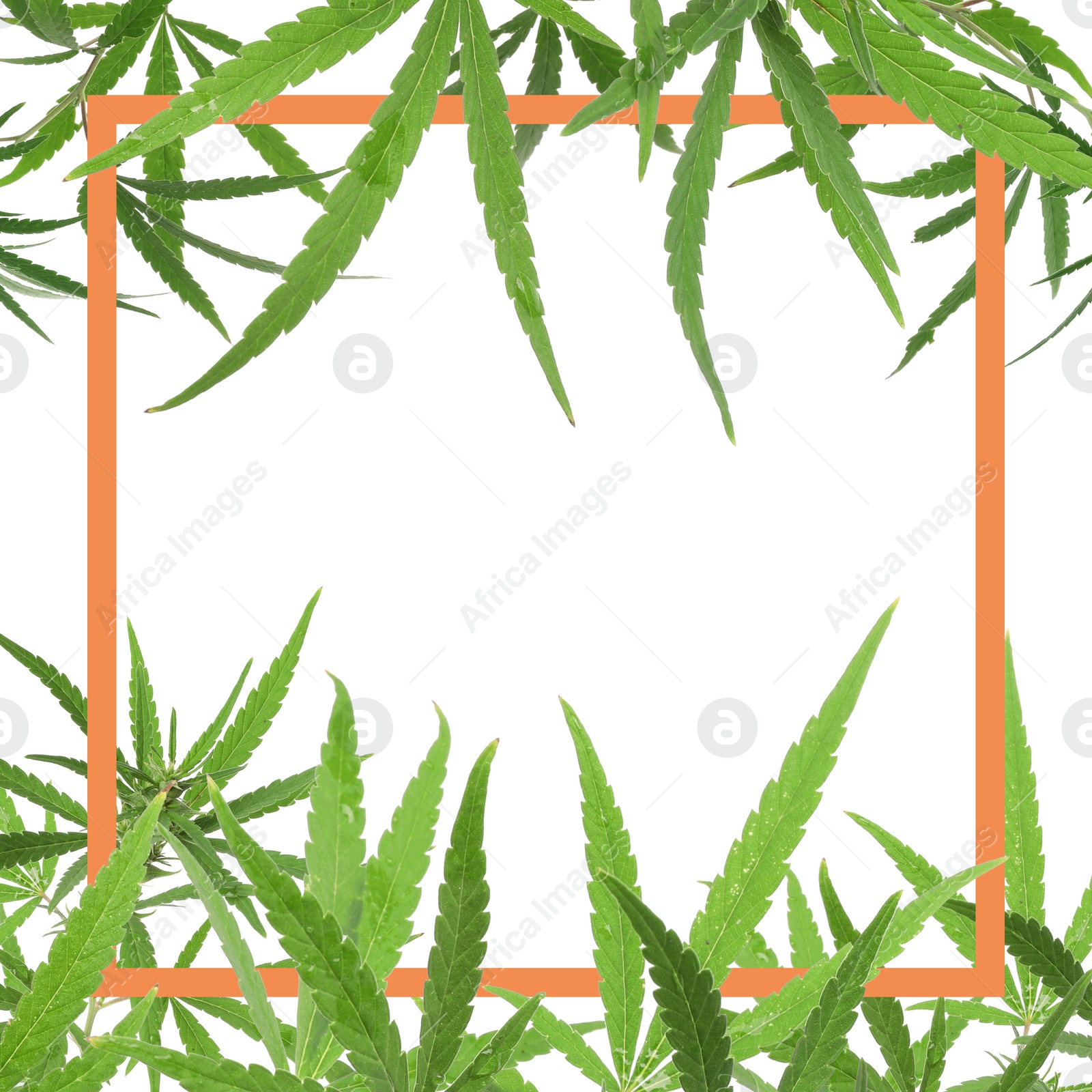 Image of Frame and hemp leaves on white background