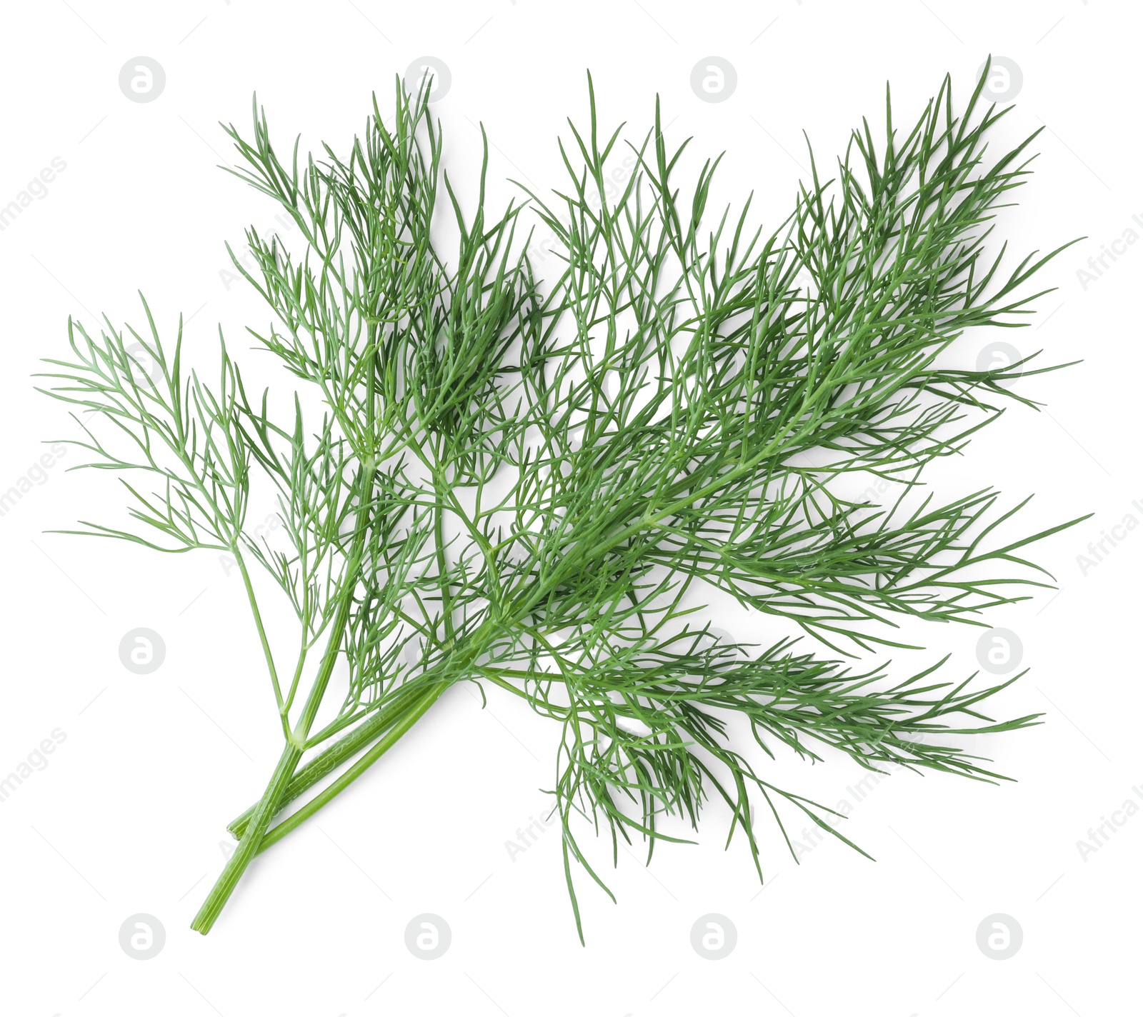 Photo of Sprigs of fresh dill isolated on white