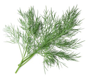 Sprigs of fresh dill isolated on white