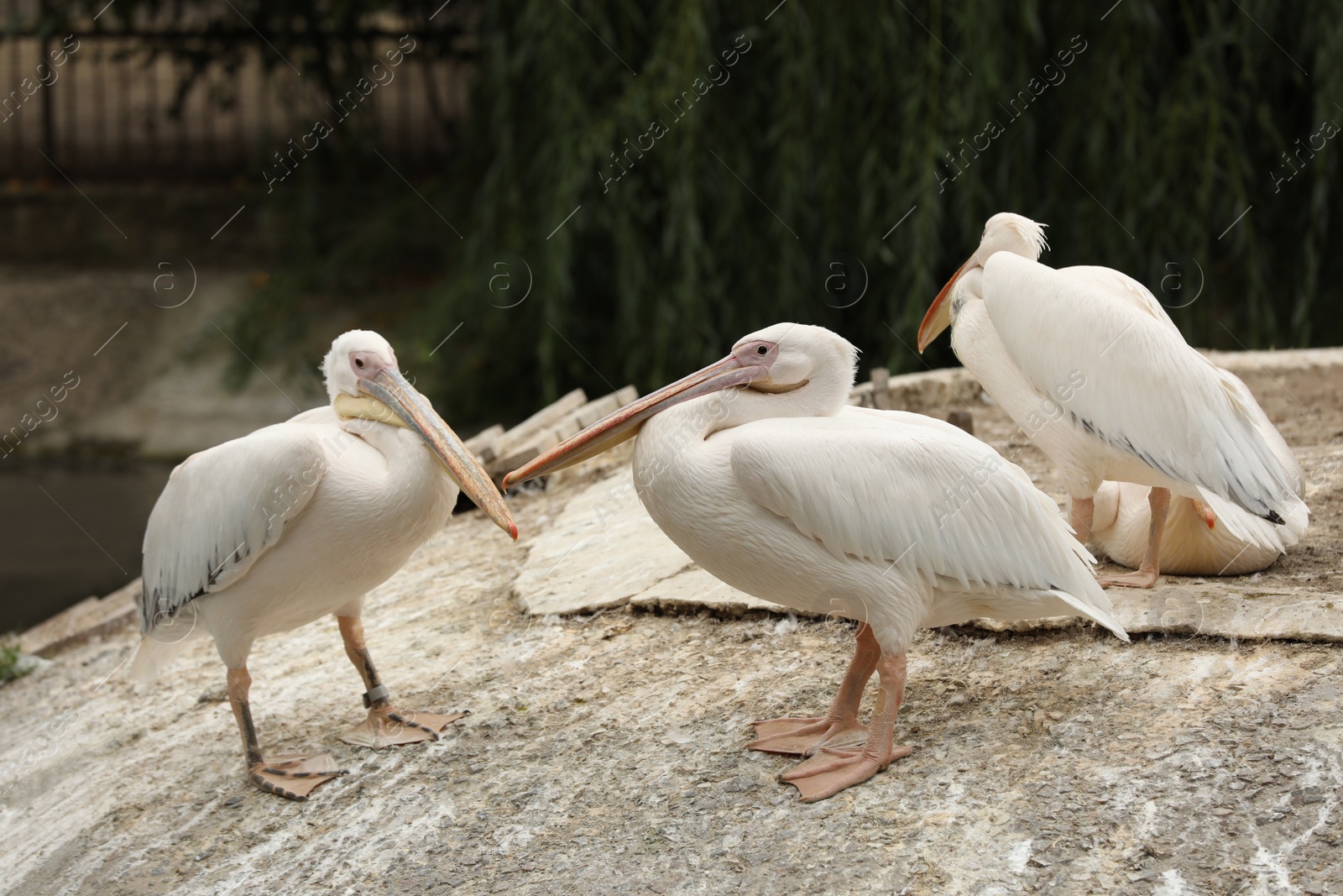 Photo of Beautiful white pelicans in zoo enclosure. Wild birds