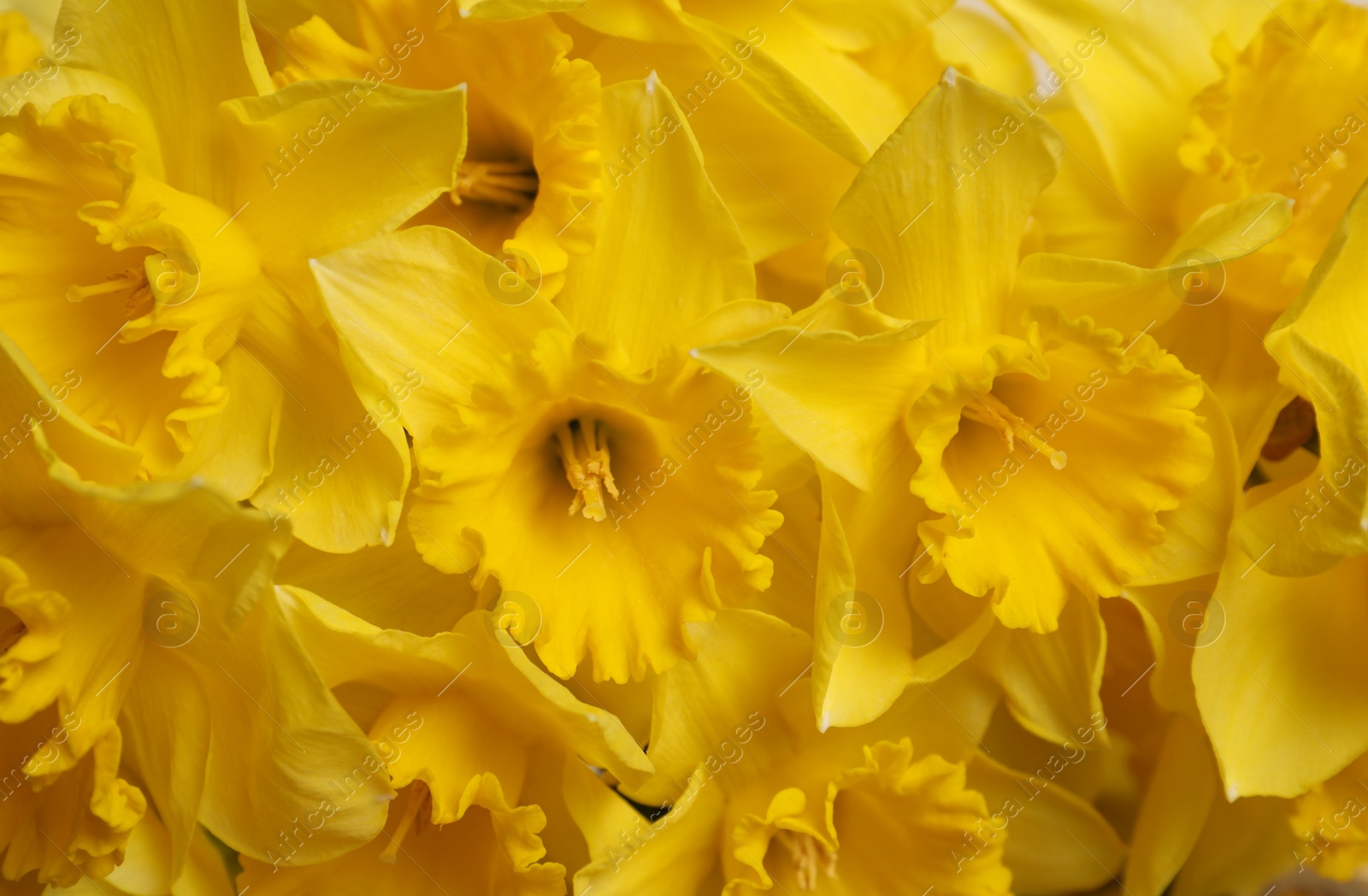 Photo of Beautiful daffodils as background, closeup. Fresh spring flowers