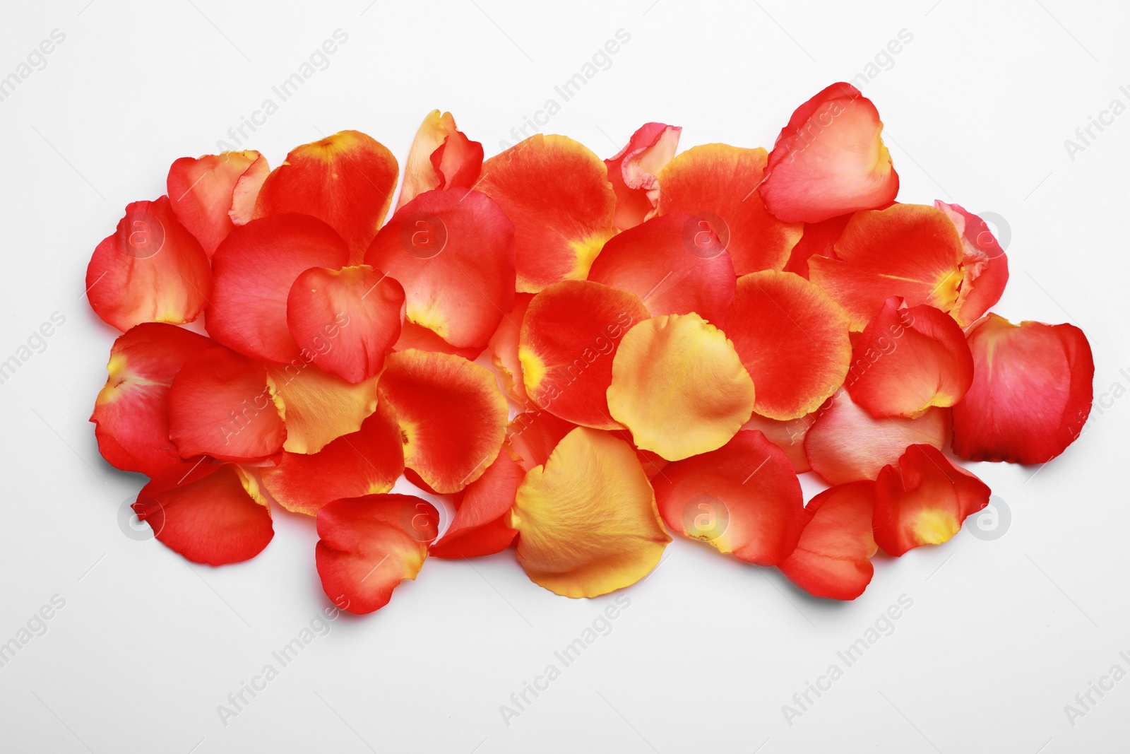 Photo of Beautiful rose petals on white background, top view