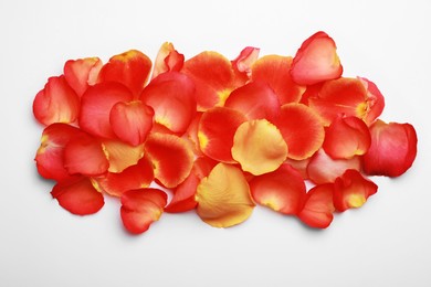 Beautiful rose petals on white background, top view