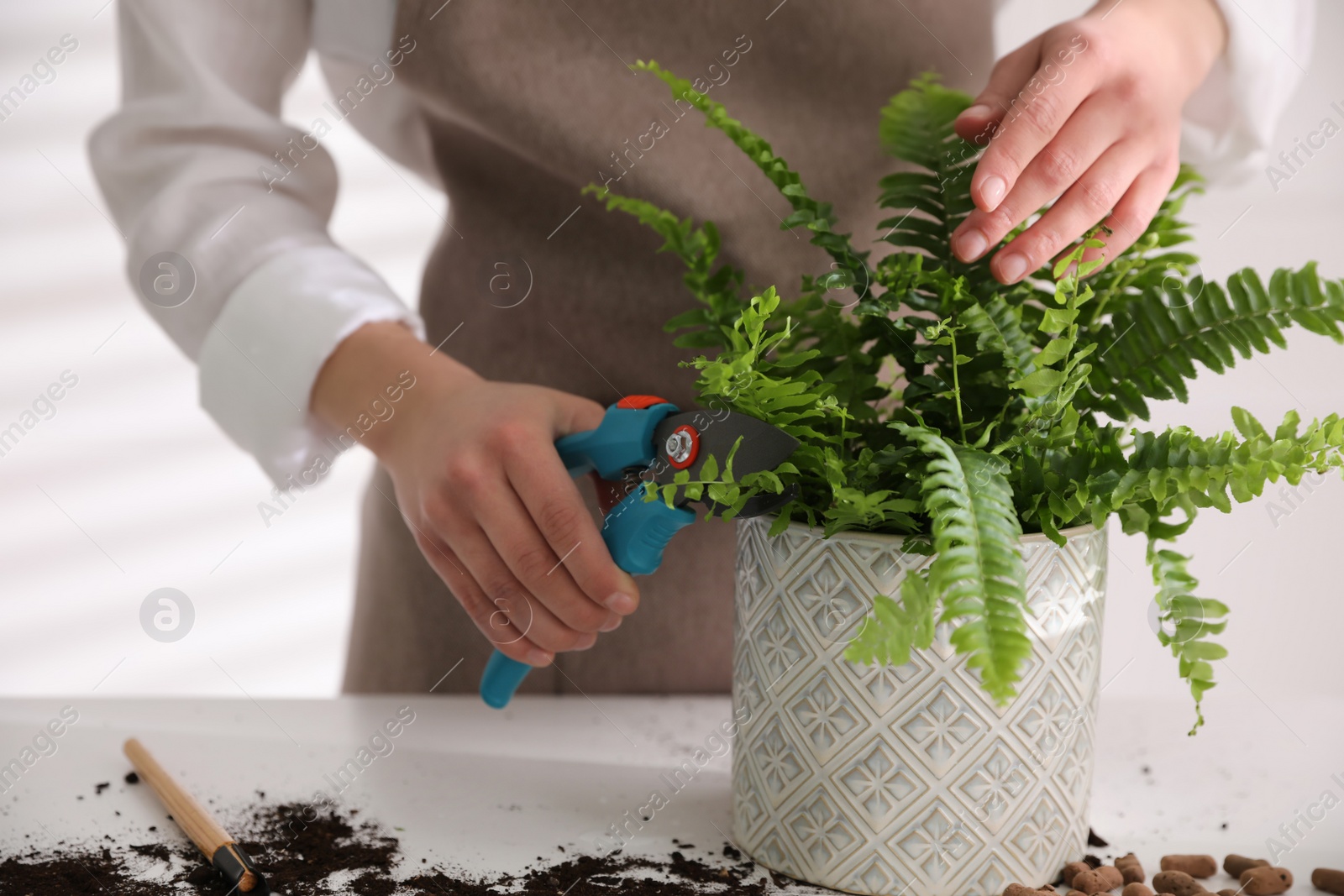 Photo of Woman cutting leaf of fern at white table indoors, closeup
