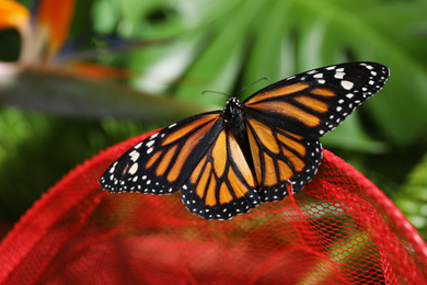 Photo of Beautiful monarch butterfly on net in garden