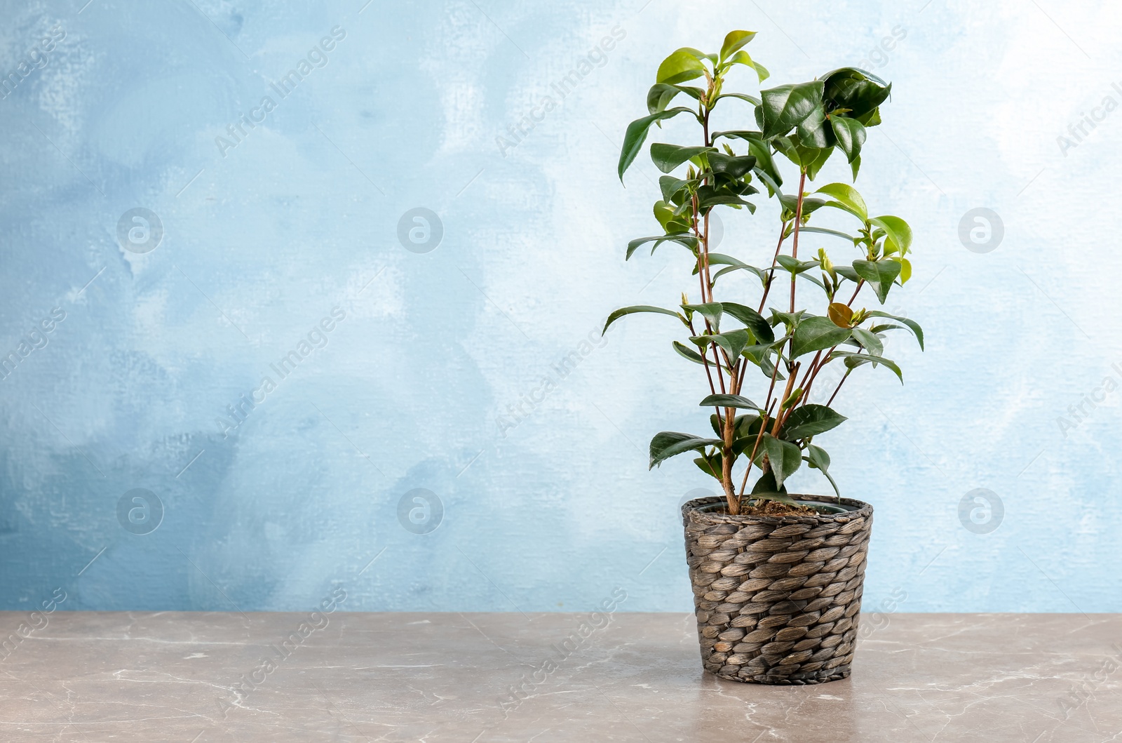 Photo of Small tea shrub with green leaves on table