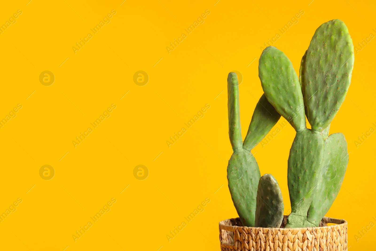 Photo of Beautiful cactus on yellow background, space for text. Tropical plant