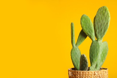 Beautiful cactus on yellow background, space for text. Tropical plant
