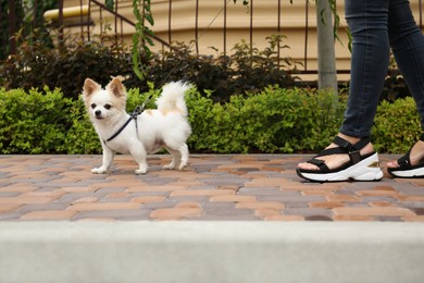 Woman walking with cute Chihuahua on sidewalk outdoors, closeup
