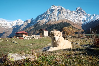 Photo of Adorable dog in mountains on sunny day