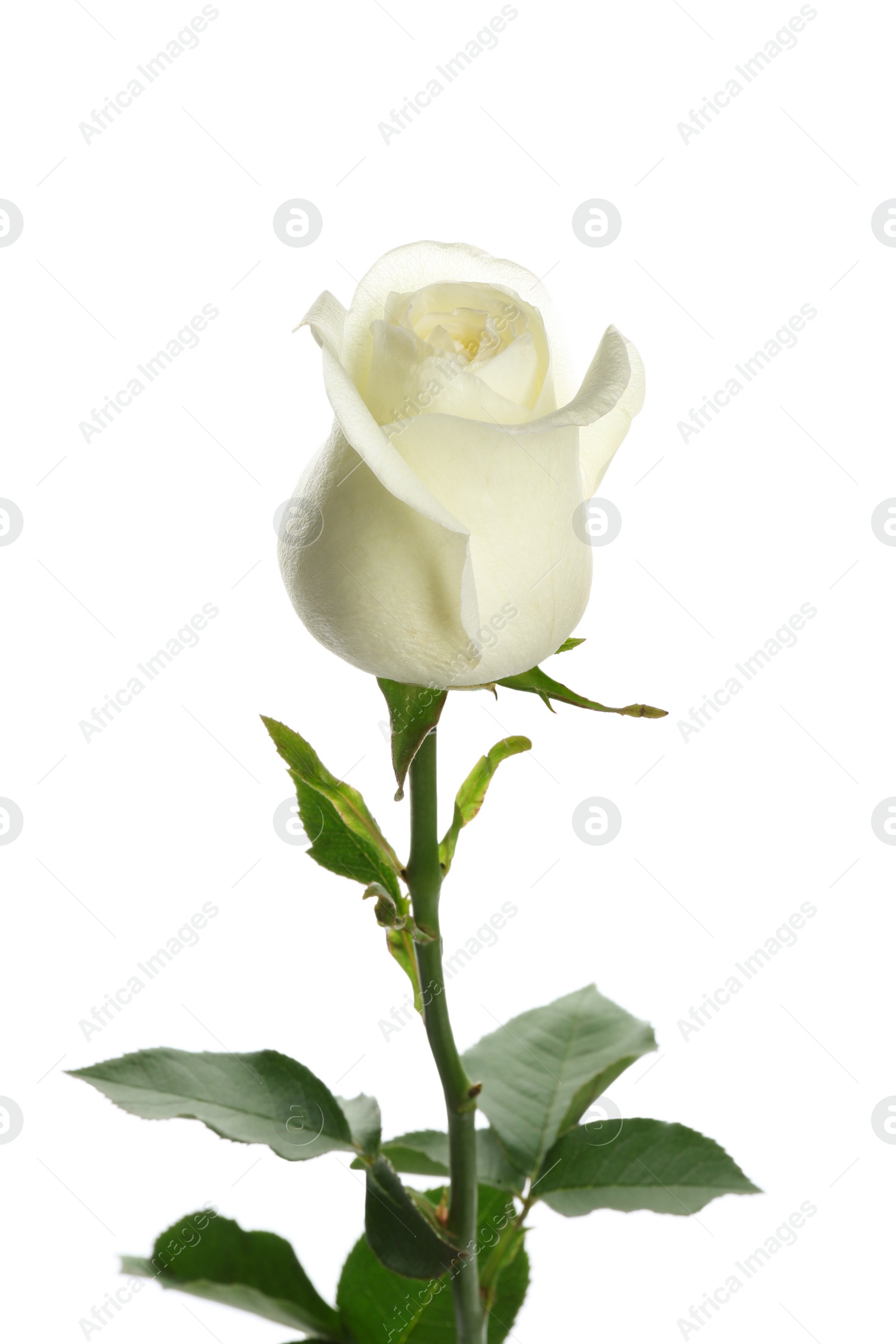 Photo of Beautiful fresh rose on white background. Perfect gift