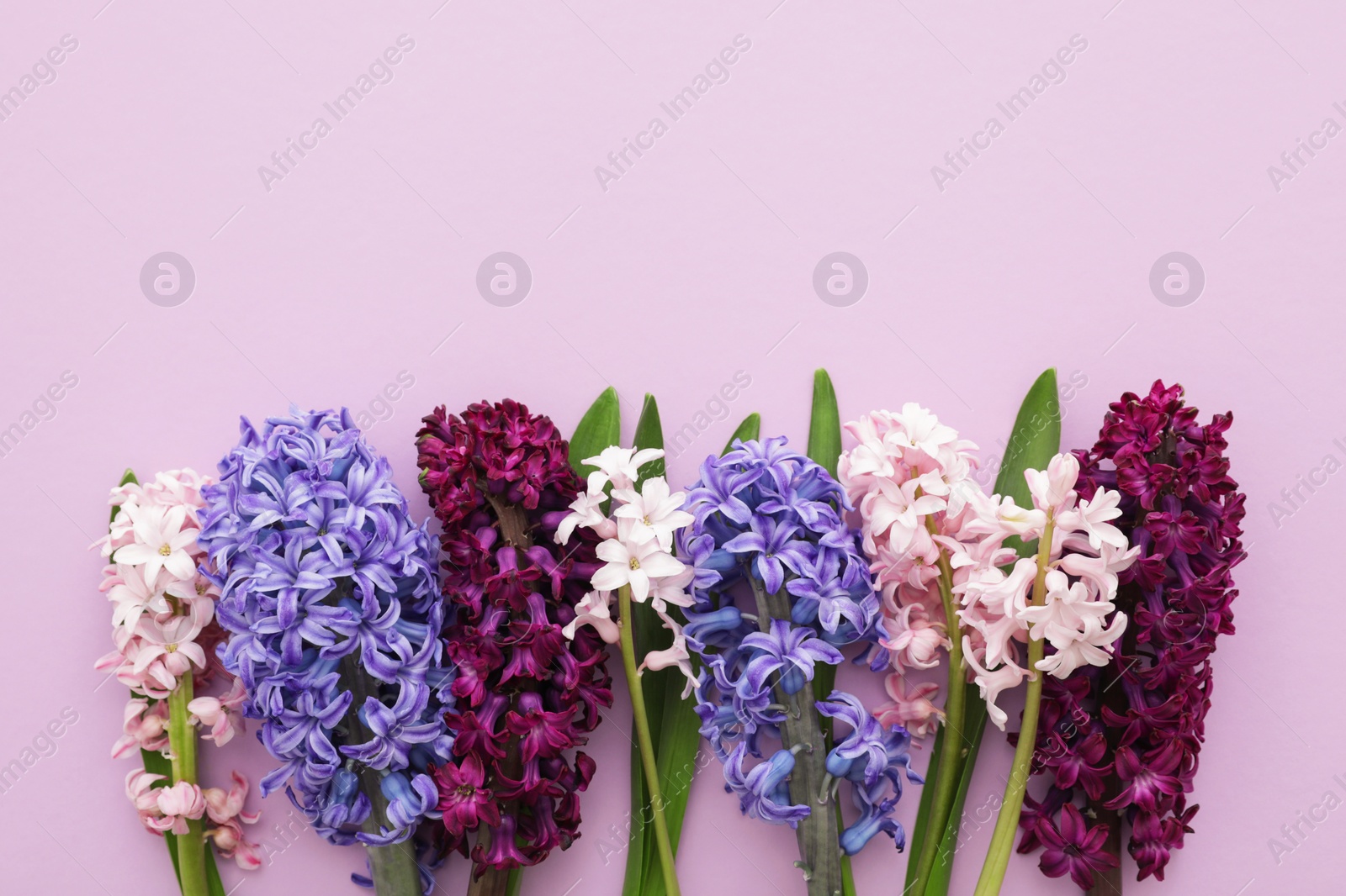 Photo of Beautiful spring hyacinth flowers on color background, top view. Space for text