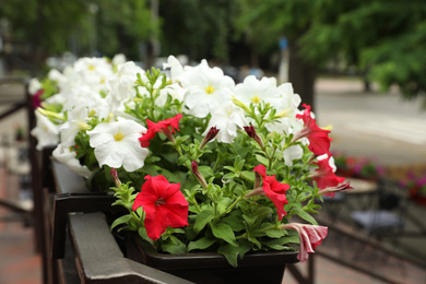 Photo of Beautiful petunia flowers in plant pot outdoors