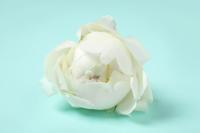 Photo of Beautiful white peony on light blue background