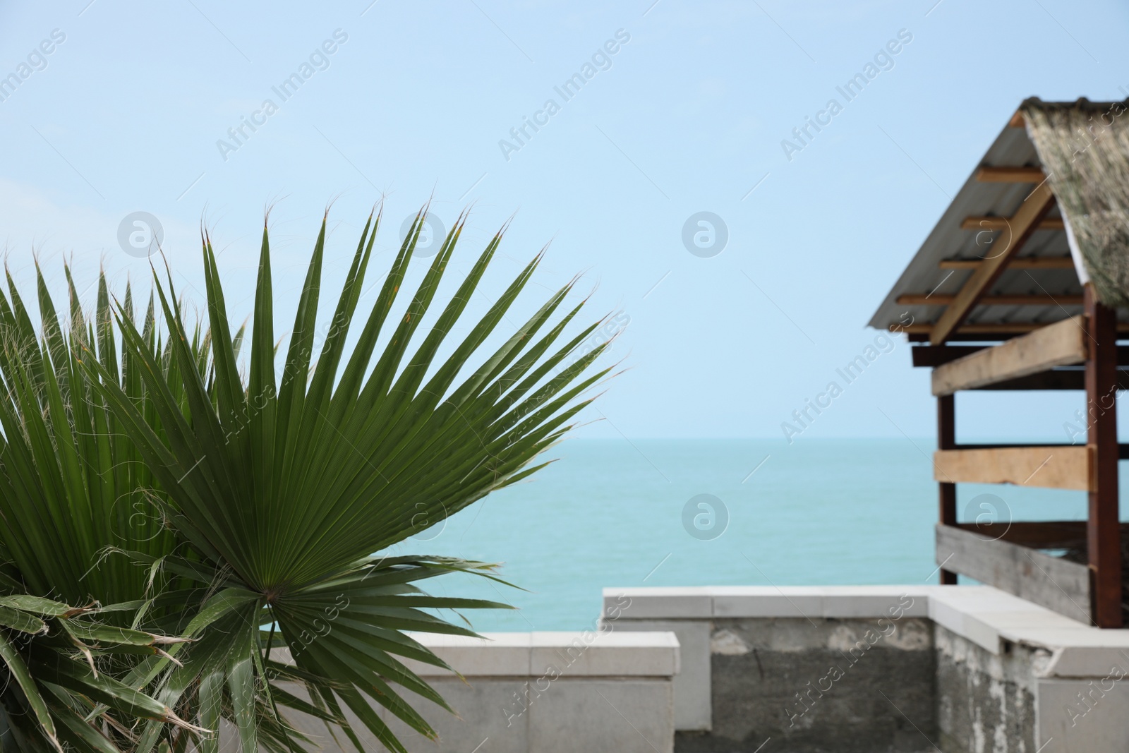 Photo of Beautiful palm on street of resort city near sea