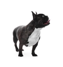 Photo of Adorable French Bulldog on white background. Lovely pet