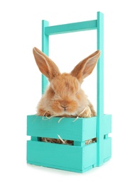 Adorable furry Easter bunny in decorative basket on white background