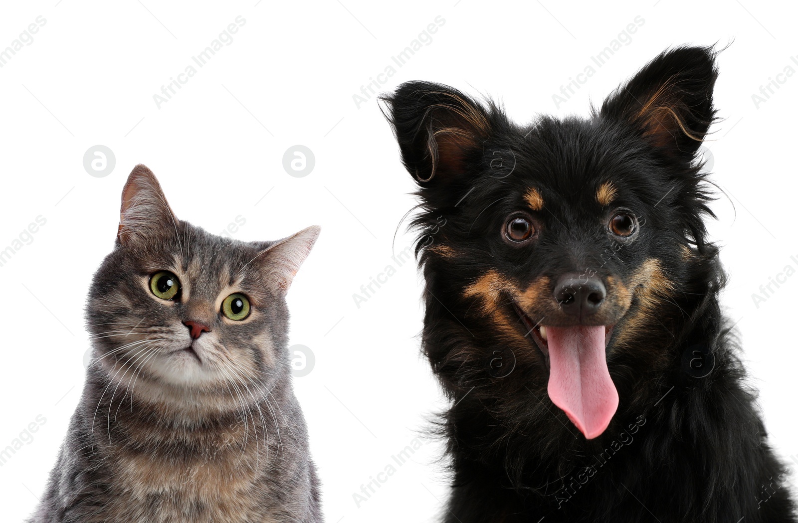 Image of Cute dog and cat on white background. Lovely pets