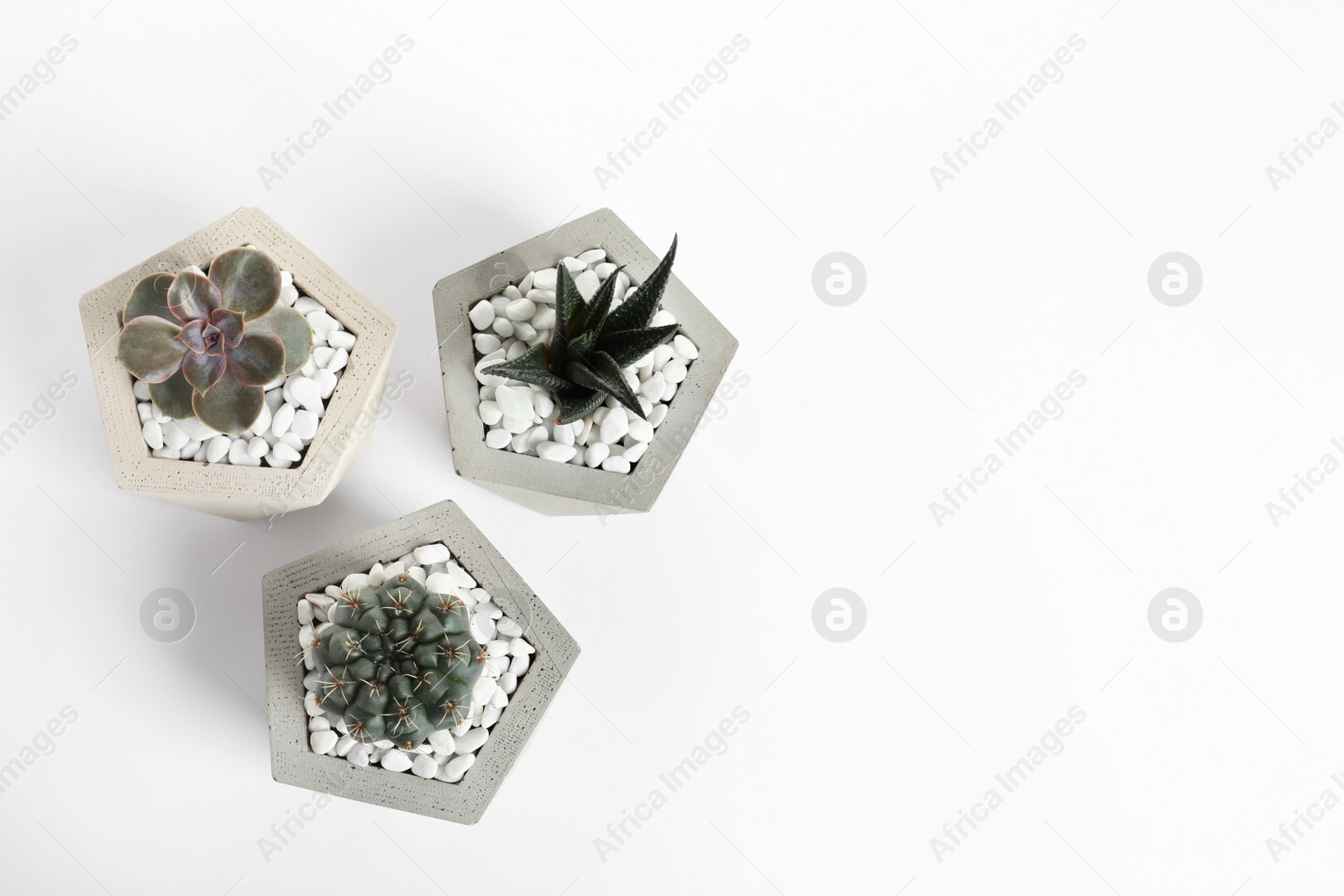 Photo of Beautiful succulent plants in stylish flowerpots on white background, top view. Home decor