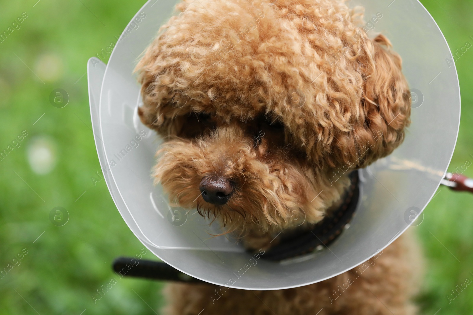 Photo of Cute Maltipoo dog wearing Elizabethan collar outdoors, closeup