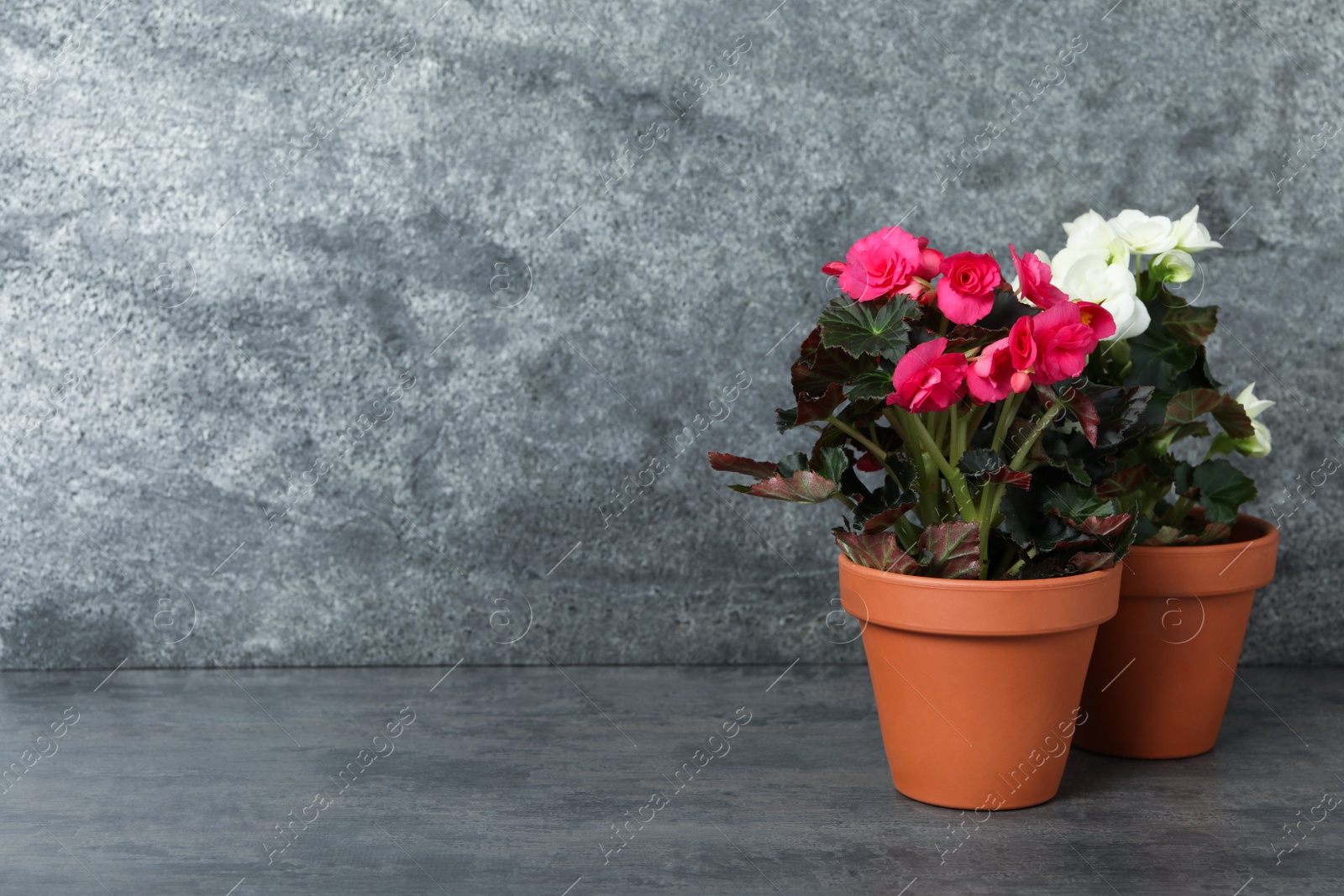 Photo of Beautiful blooming pelargonium plants in flower pots on grey table, space for text