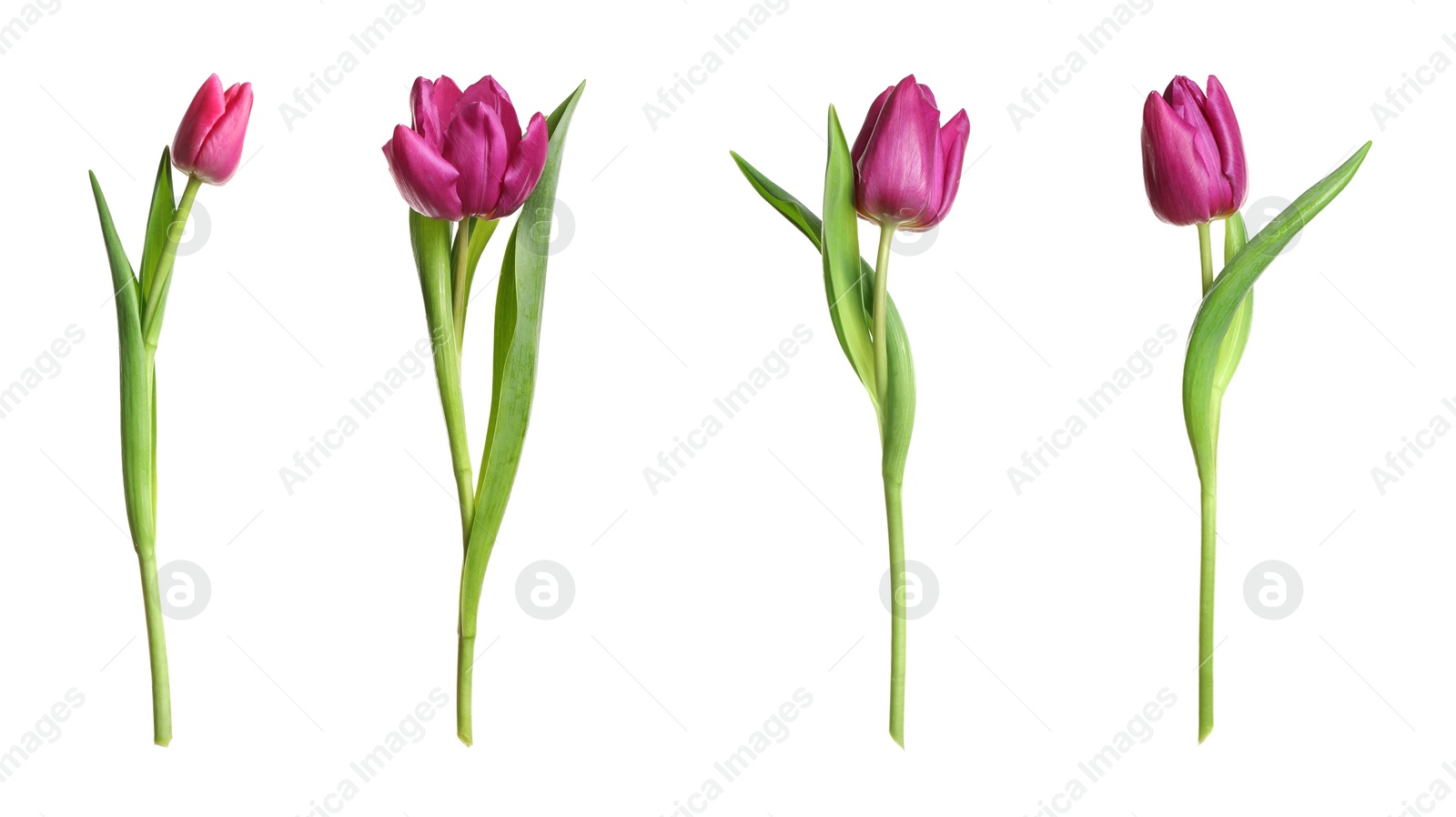 Image of Set of beautiful spring tulips on white background