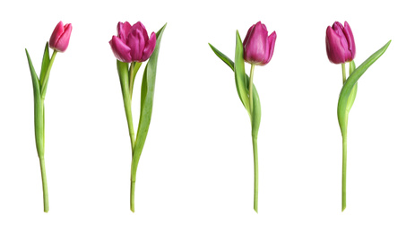 Set of beautiful spring tulips on white background