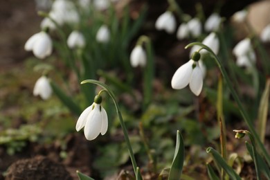 Beautiful white blooming snowdrops growing outdoors, closeup