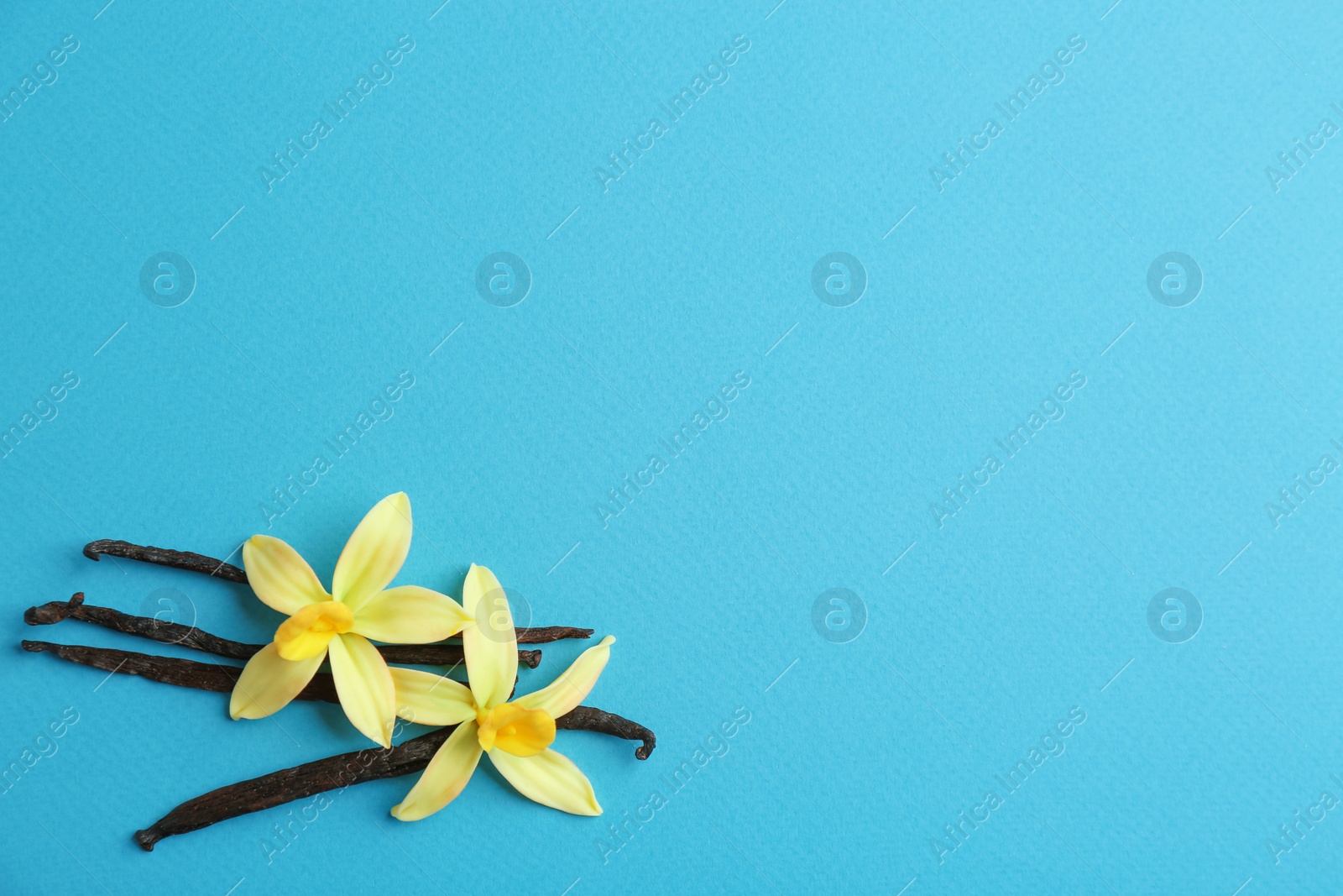 Photo of Flat lay composition with vanilla sticks and flowers on blue background. Space for text