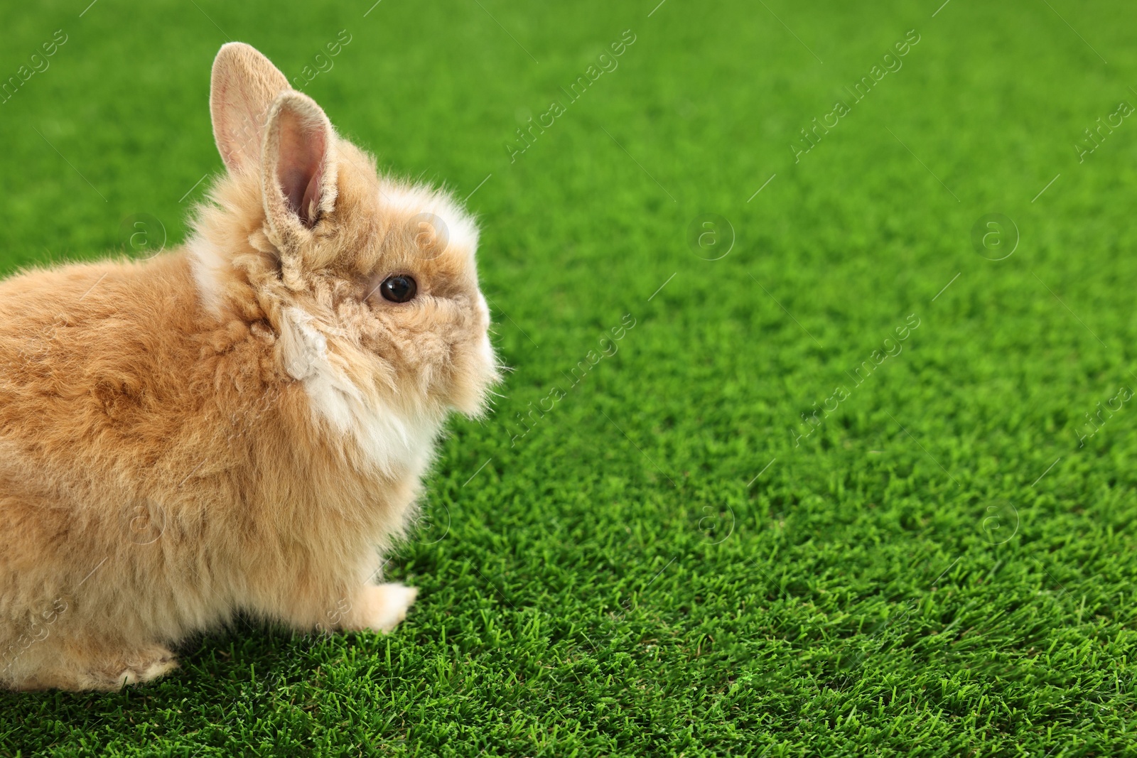 Photo of Cute fluffy pet rabbit on green grass. Space for text