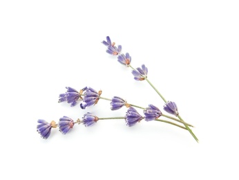 Photo of Beautiful blooming lavender flowers on white background