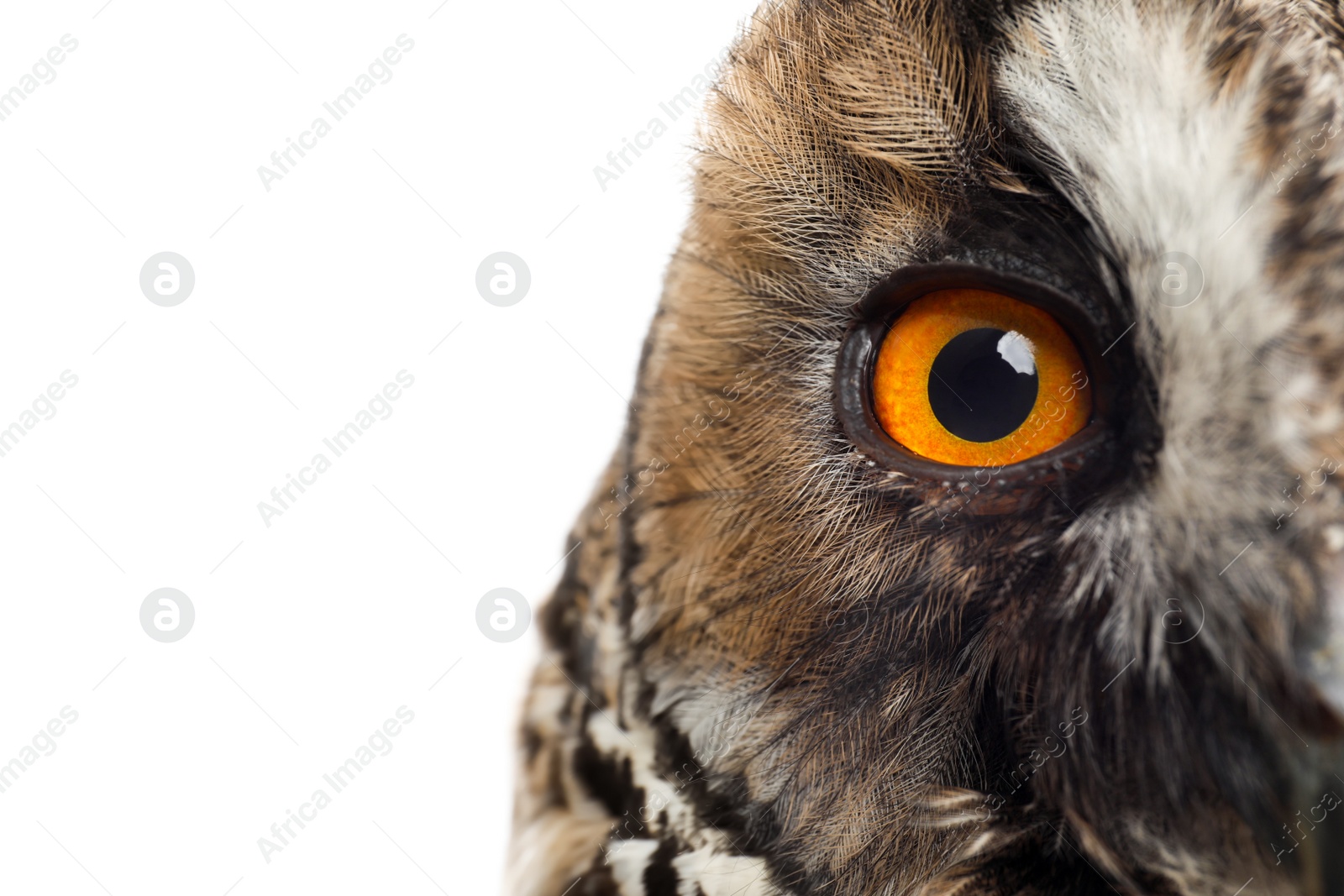 Photo of Beautiful eagle owl on white background, closeup. Predatory bird