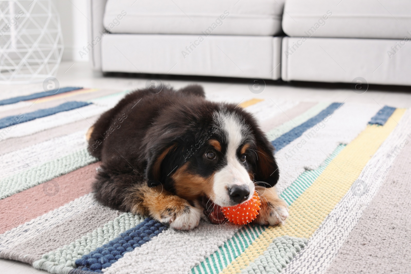 Photo of Adorable Bernese Mountain Dog puppy on carpet indoors
