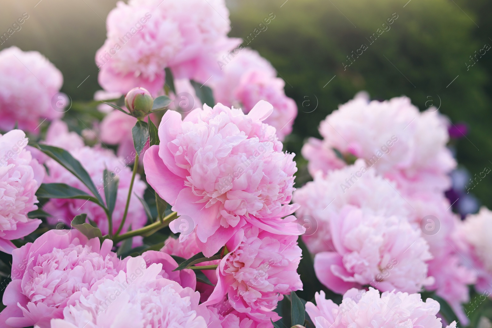 Photo of Beautiful pink peony flowers outdoors, closeup view