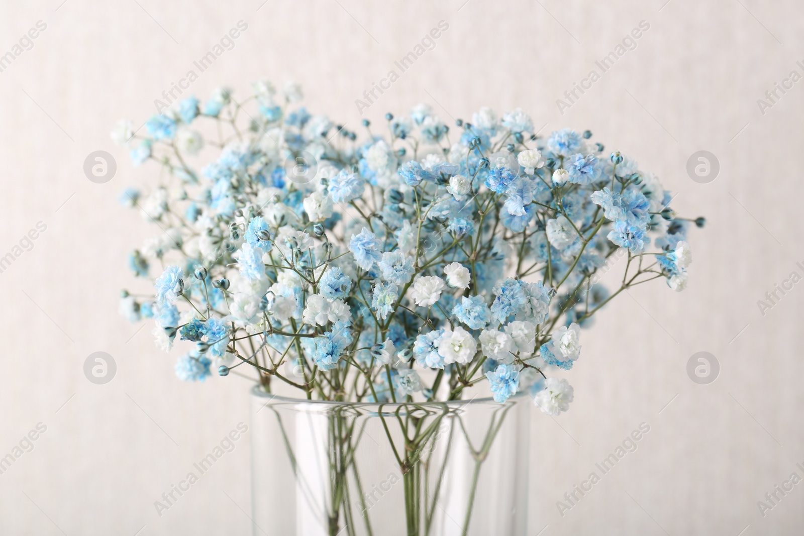 Photo of Beautiful gypsophila flowers in vase on beige background, closeup