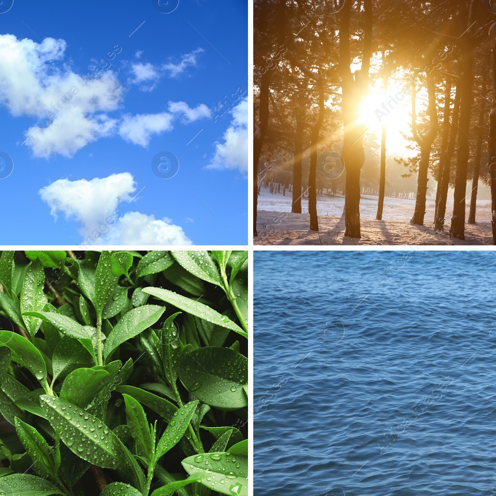 Image of Collage with photos of water, green plants, blue sky and sun. Beautiful nature 