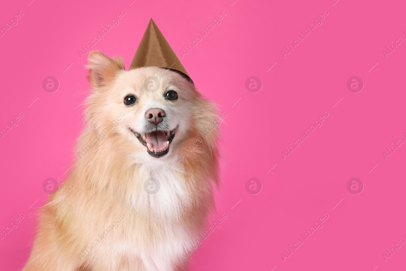 Photo of Cute dog with party hat on pink background, space for text. Birthday celebration