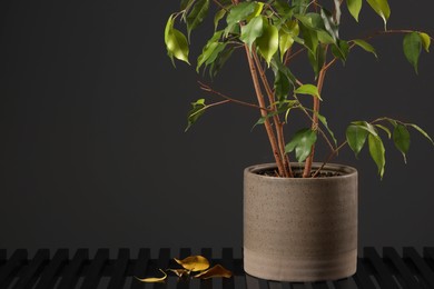 Potted houseplant with damaged leaves indoors. Space for text