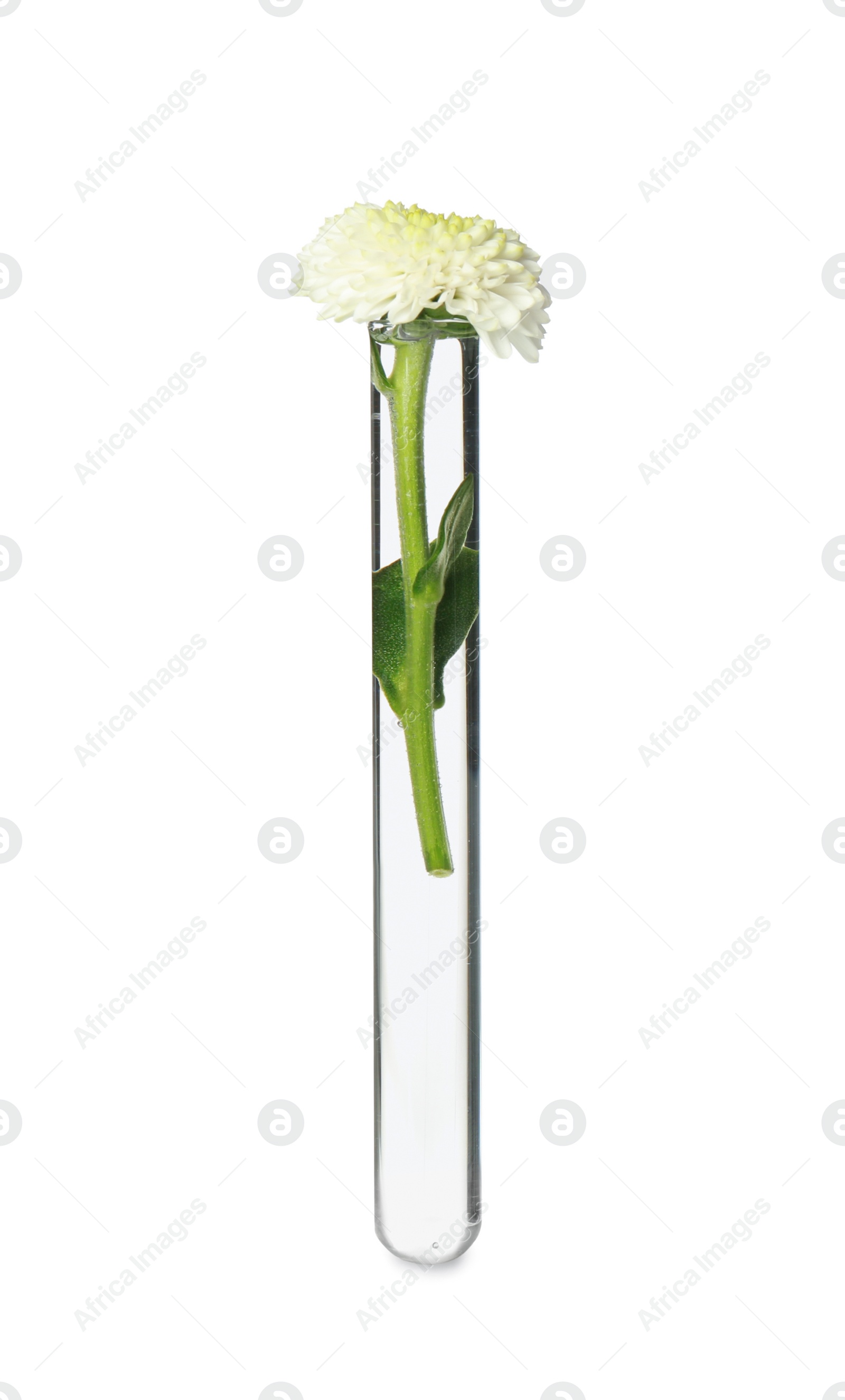 Photo of Beautiful chrysanthemum flower in test tube on white background