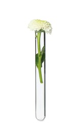 Beautiful chrysanthemum flower in test tube on white background