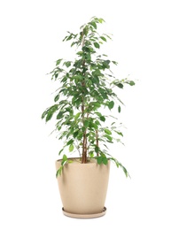 Photo of Beautiful ficus in pot on white background