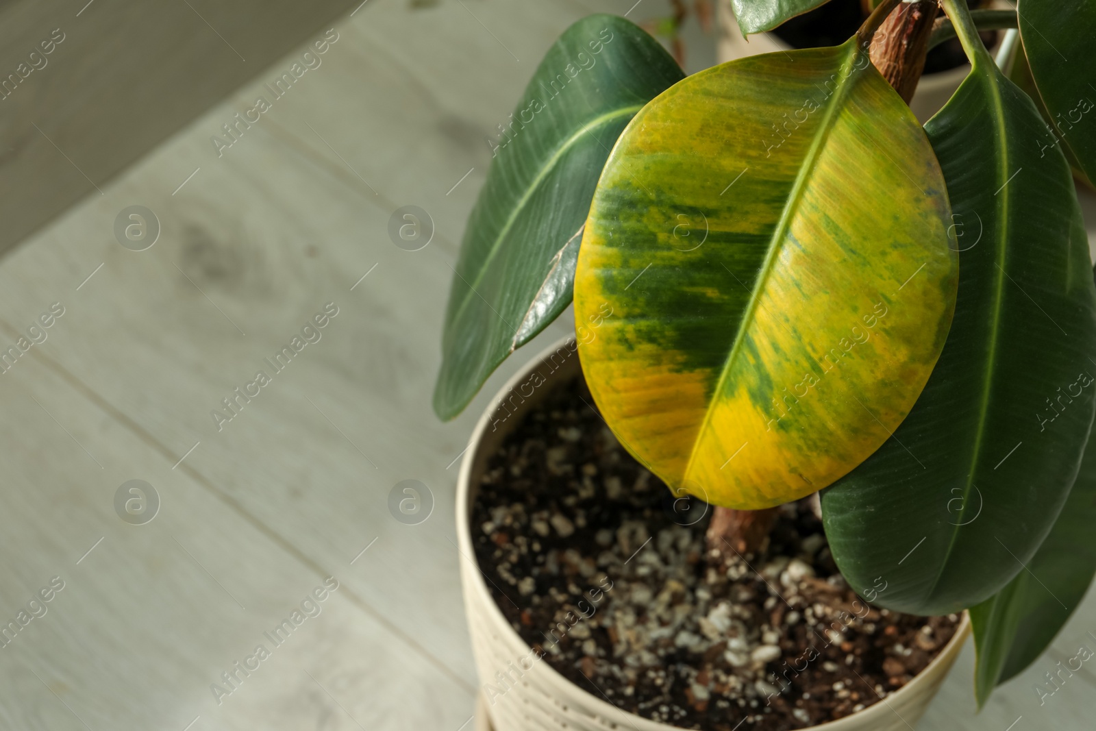 Photo of Houseplant with leaf blight disease indoors, closeup. Space for text