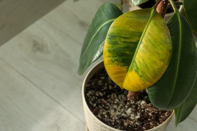Photo of Houseplant with leaf blight disease indoors, closeup. Space for text