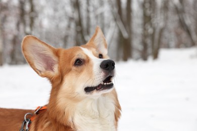 Photo of Adorable Pembroke Welsh Corgi dog in snowy park. Space for text