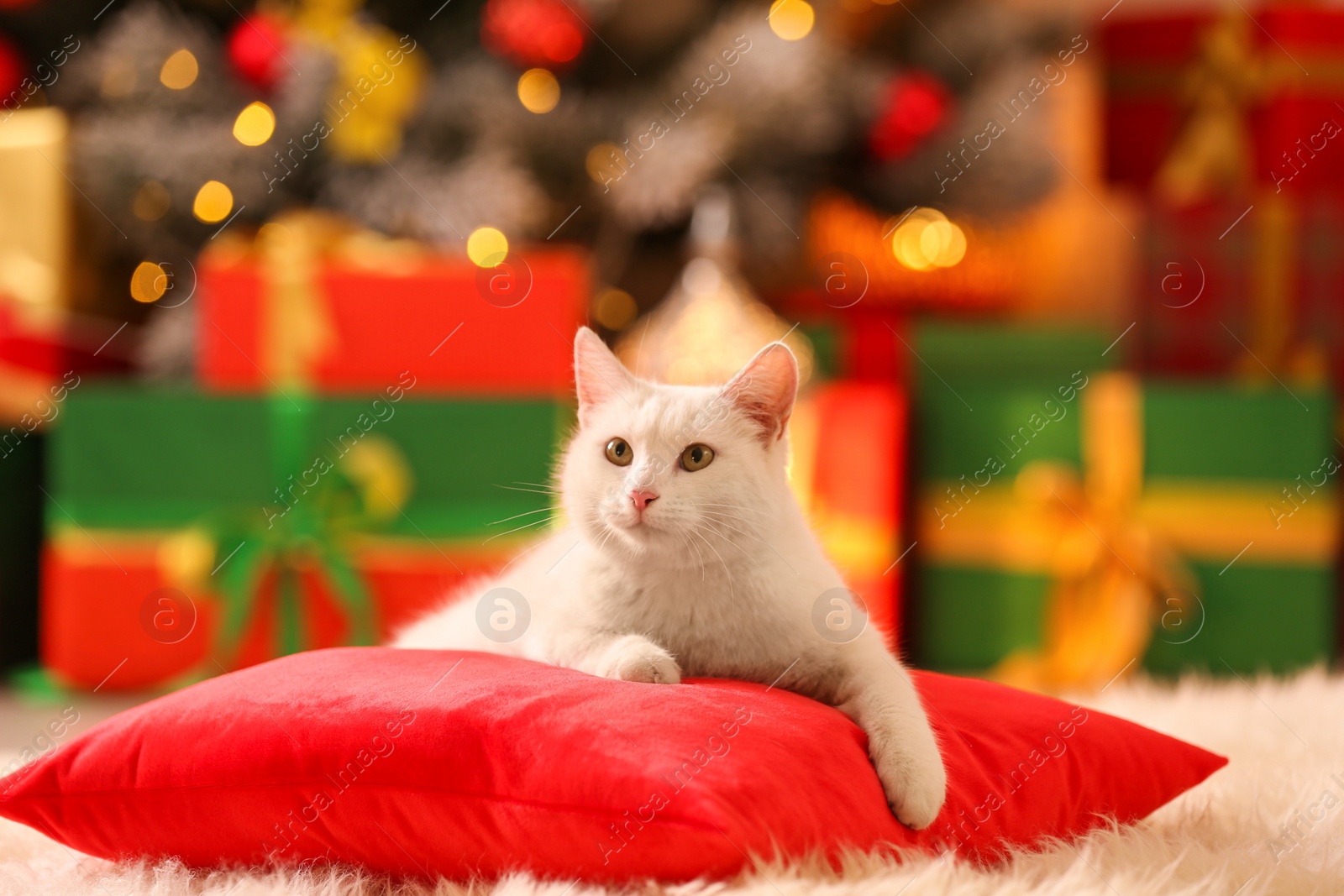 Photo of Cute white cat on pillow in room decorated for Christmas. Adorable pet