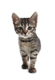 Photo of Cute little tabby kitten on white background